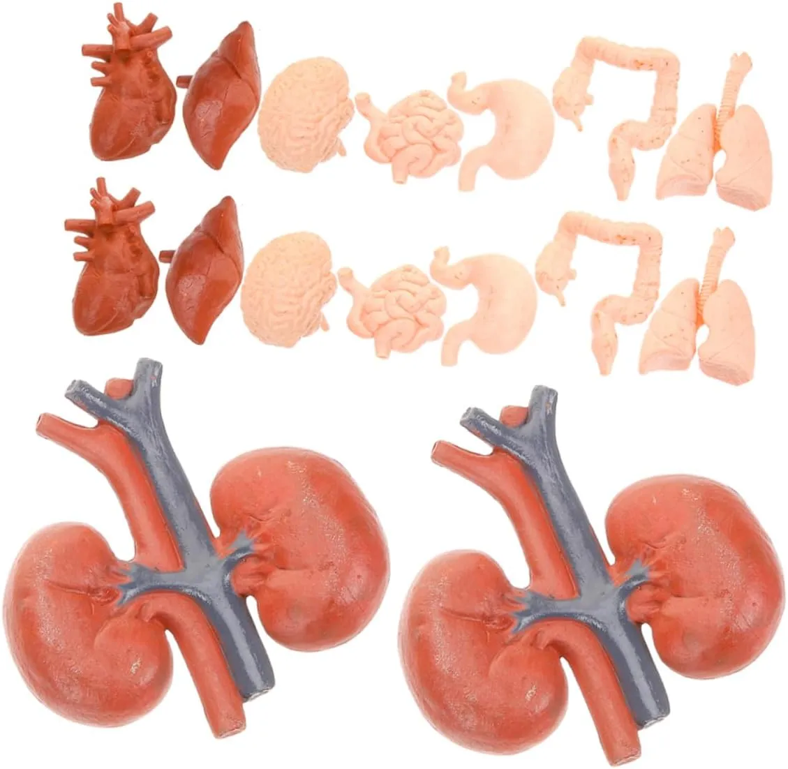 2 Sets Human Organ Model of Interactive Anatomy for Teaching Tools for Classroom Homeschooling Realistic Brain Heart Lungs and More Educational Models for Physiology Study