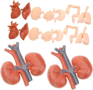 2 Sets Human Organ Model of Interactive Anatomy for Teaching Tools for Classroom Homeschooling Realistic Brain Heart Lungs and More Educational Models for Physiology Study