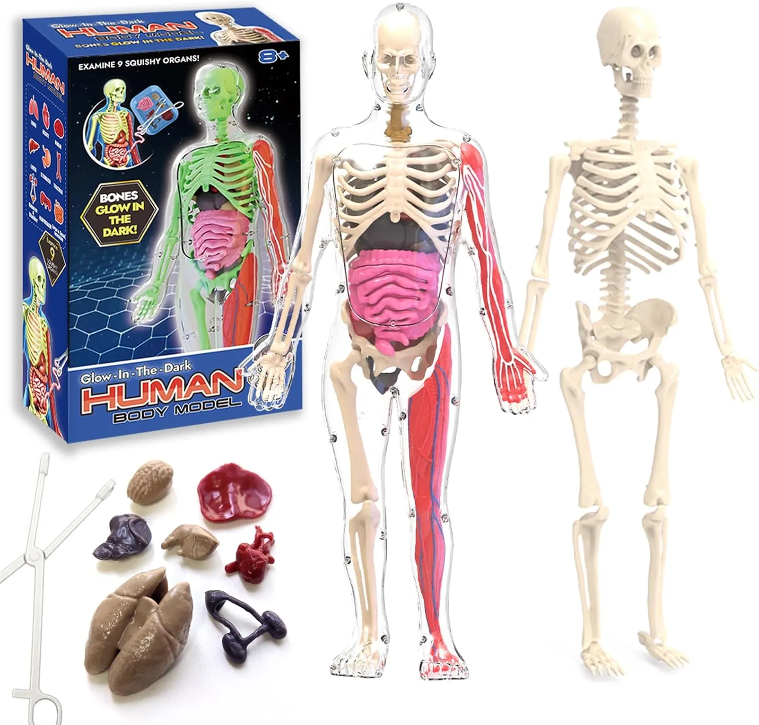 2025 New Human Body Skeleton Model Kits, Glow in The Dark Bones Anatomy Figurine, STEM Educational Toys, Interactive Science Kit Gifts for Kids Ages 6 