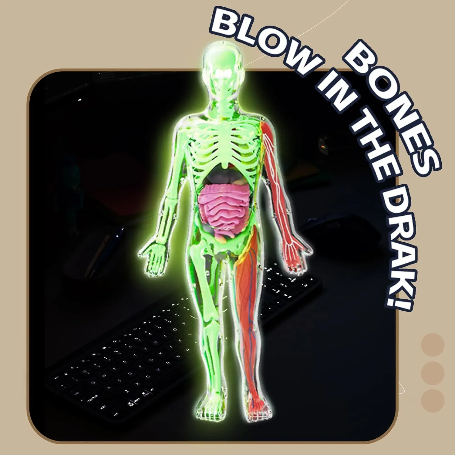 2025 New Human Body Skeleton Model Kits, Glow in The Dark Bones Anatomy Figurine, STEM Educational Toys, Interactive Science Kit Gifts for Kids Ages 6 