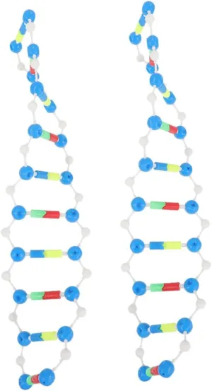 2pcs DNA Double Helix Model Kit for Education Self-Assembling Molecular Model Versatile Teaching Tool for Biology and Genetics Classes for Students and Research Institutions