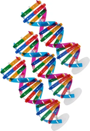 3 Pcs DIY Double Helix DNA Model Kit Educational Molecular Structure for Biology Students Interactive Scientific DNA Building Kit for Hands Learning and Collaborative Activities
