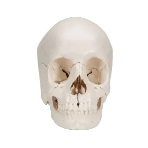 3B Scientific Skull Kit