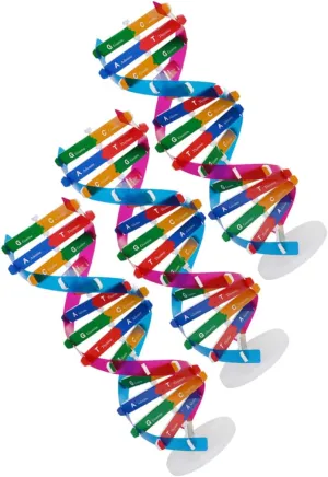 3Pcs DIY Double Helix DNA Model Kit Molecular Structure for Biology Learning Promotes Awareness Students for Group Projects and Collaborative