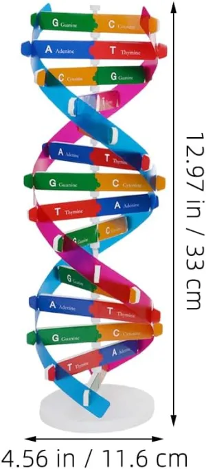 3Pcs DNA Model Kit DIY Double Helix Structure for Scientific Genes Learning Engaging Molecular Model for Classroom Education and Interactive Biology Teaching