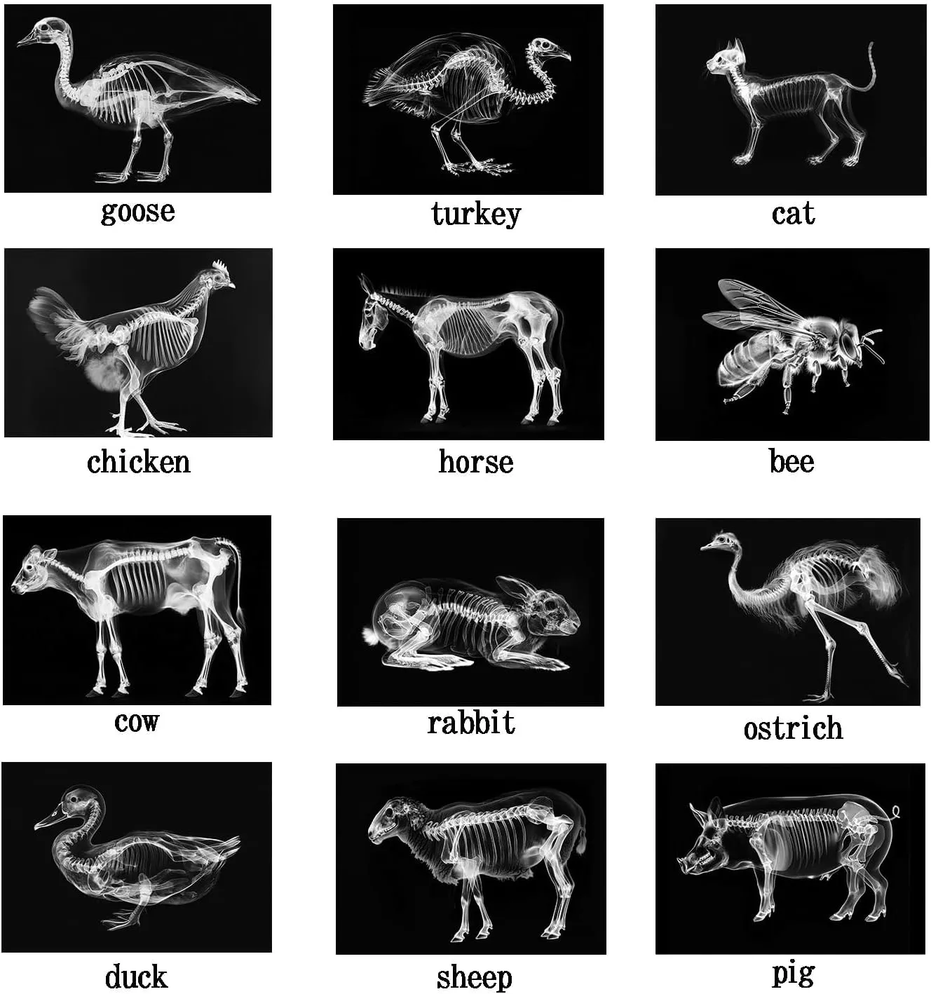 Animal X-Ray Set, Educational Science Kit, Light Table Accessory for Children (Farm Animals)