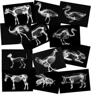 Animal X-Ray Set, Educational Science Kit, Light Table Accessory for Children (Farm Animals)