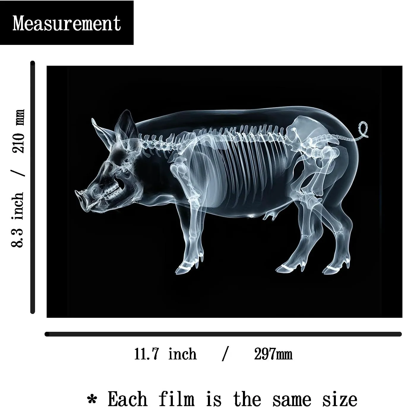 Animal X-Ray Set, Educational Science Kit, Light Table Accessory for Children (Farm Animals)