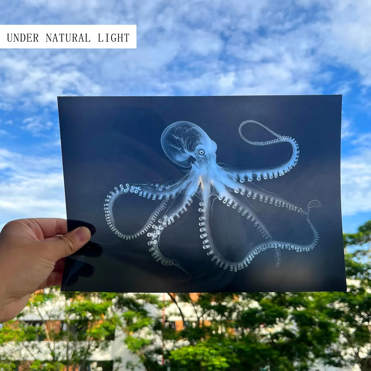 Animal X-Ray Set, Educational Science Kit, Light Table Accessory for Children (Sea Animals)