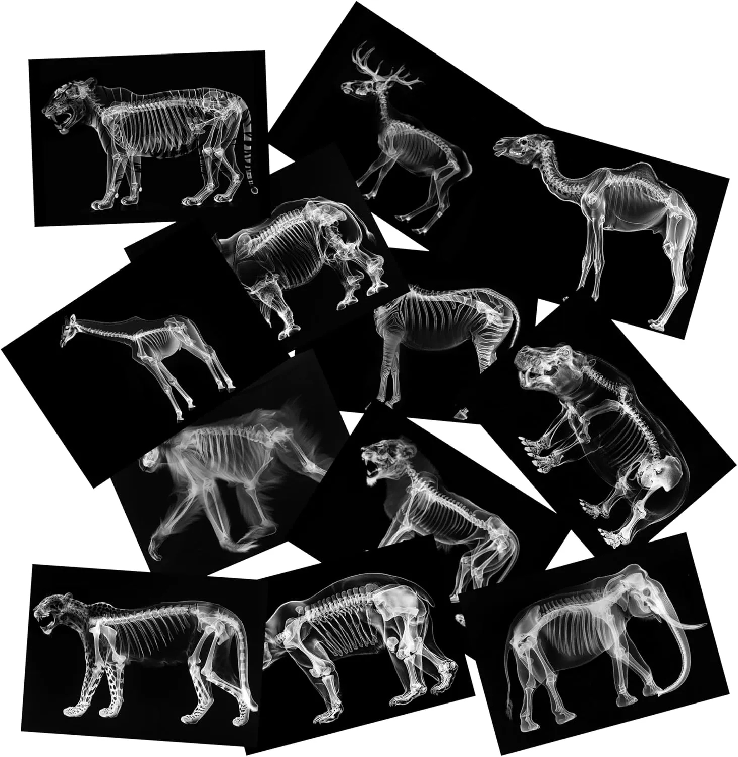 Animal X-Ray Set, Educational Science Kit, Light Table Accessory for Children (Wild Animals)