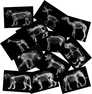 Animal X-Ray Set, Educational Science Kit, Light Table Accessory for Children (Wild Animals)
