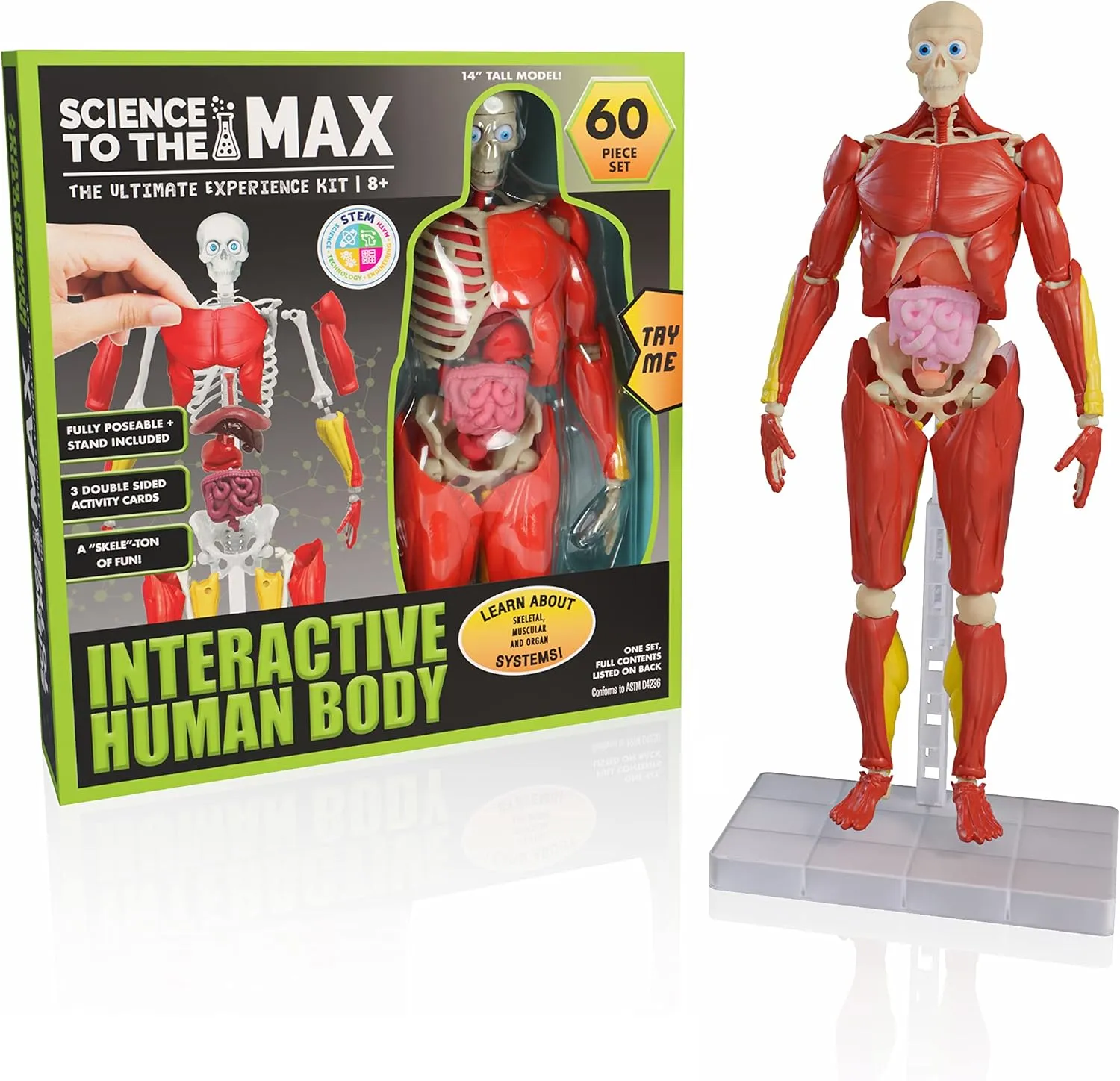 Be Amazing! Toys Interactive Human Body - 60 Piece Fully Poseable Anatomy Figure – 14” Tall Model - Anatomy Kit – Removable Muscles, Organs,Bones STEM Toy – Ages 8 
