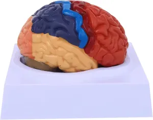 Brain Model, Life-Size Human Brain Model, Color-Coded Anatomy, 2 Parts Detachable for Neuroscience, Science Classroom Study Display Teaching Medical