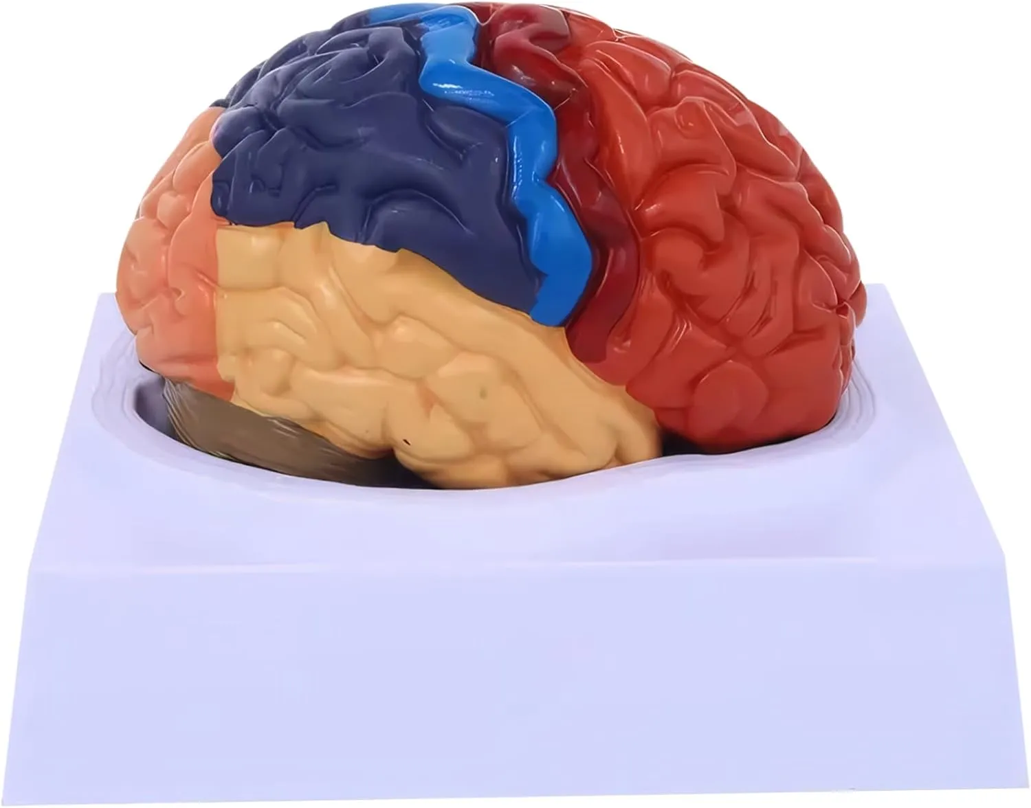 Brain Model, Life-Size Human Brain Model, Color-Coded Anatomy, 2 Parts Detachable for Neuroscience, Science Classroom Study Display Teaching Medical