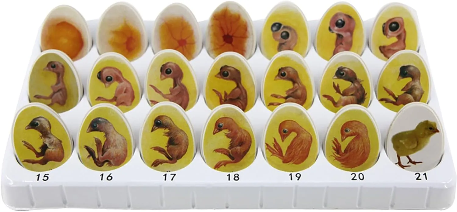 Chick Life Cycle Exploration Set Biological Teaching Model Chick Embryo Growth Model Hatching Development Process Biological Teaching Model