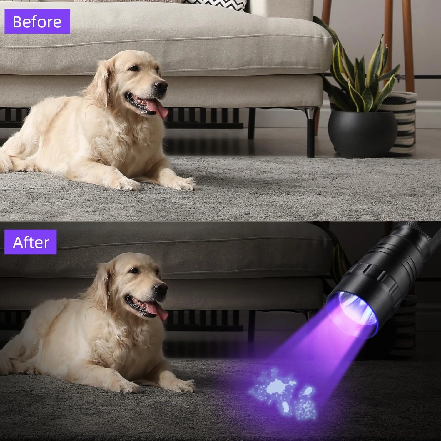 DARKBEAM Flashlight UV 395nm Black Light, Mini & Powerful Wood’s Lamp USB -C LED Rechargeable Blacklight, 10W Portable Pet Dog Urine Detector - Resin Curing, Fluorescent, Scorpion Detection