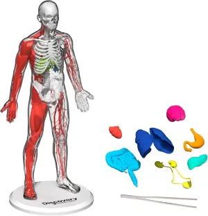 Discovery™ #Mindblown 3D Human Anatomy 28-Piece Biology Model with Glow-in-The-Dark Human Model, Hands on Learning, Age 8 