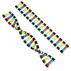 DNA Model Double Helix Structure Model Kit - Biology Science Teaching AIDS - Compact, Unisex, School-aged Children & Educators
