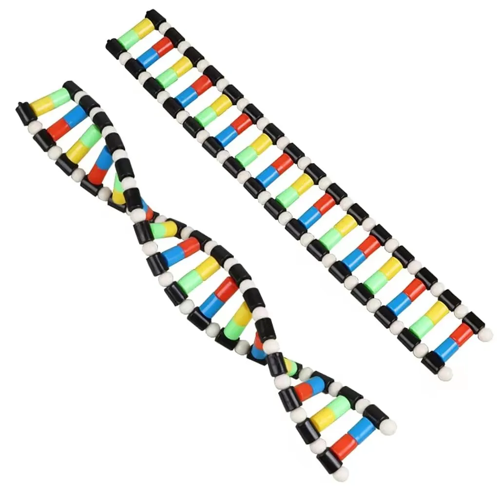 DNA Model Double Helix Structure Model Kit - Biology Science Teaching AIDS - Compact, Unisex, School-aged Children & Educators