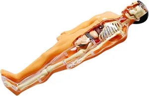 Education Kit Human Anatomy Model for Kids Interactive Torso Organ Assembly Set Detailed Skeletal System