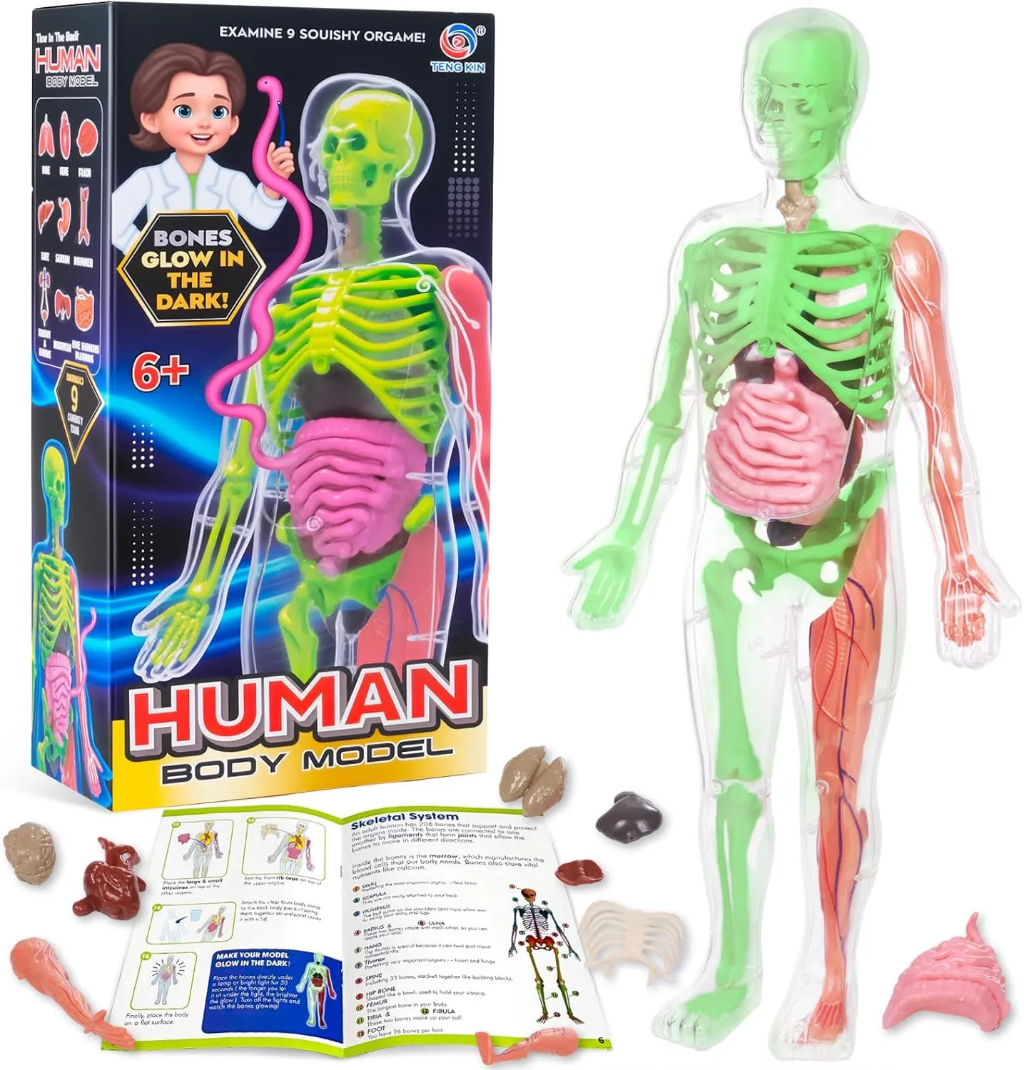 Glow-in-the-Dark Human Body Anatomy Model: STEM Science Kit for Kids Ages 6-10 - Interactive Skeleton Toy with Removable Bones and Organs - Educational Birthday Gift for 6 7 8 9 10 Year Old Boys Girls