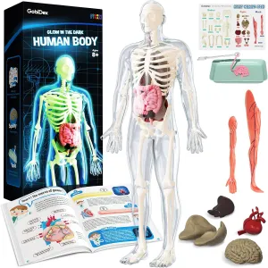 GobiDex Human Body Skeleton Model Kits, 40 Piece Anatomy Figure,Glow in The Dark Bones Interactive Science Kit, STEM Educational Toys for Boys and Girls, Halloween Physiology Gifts for Kids Ages 8 