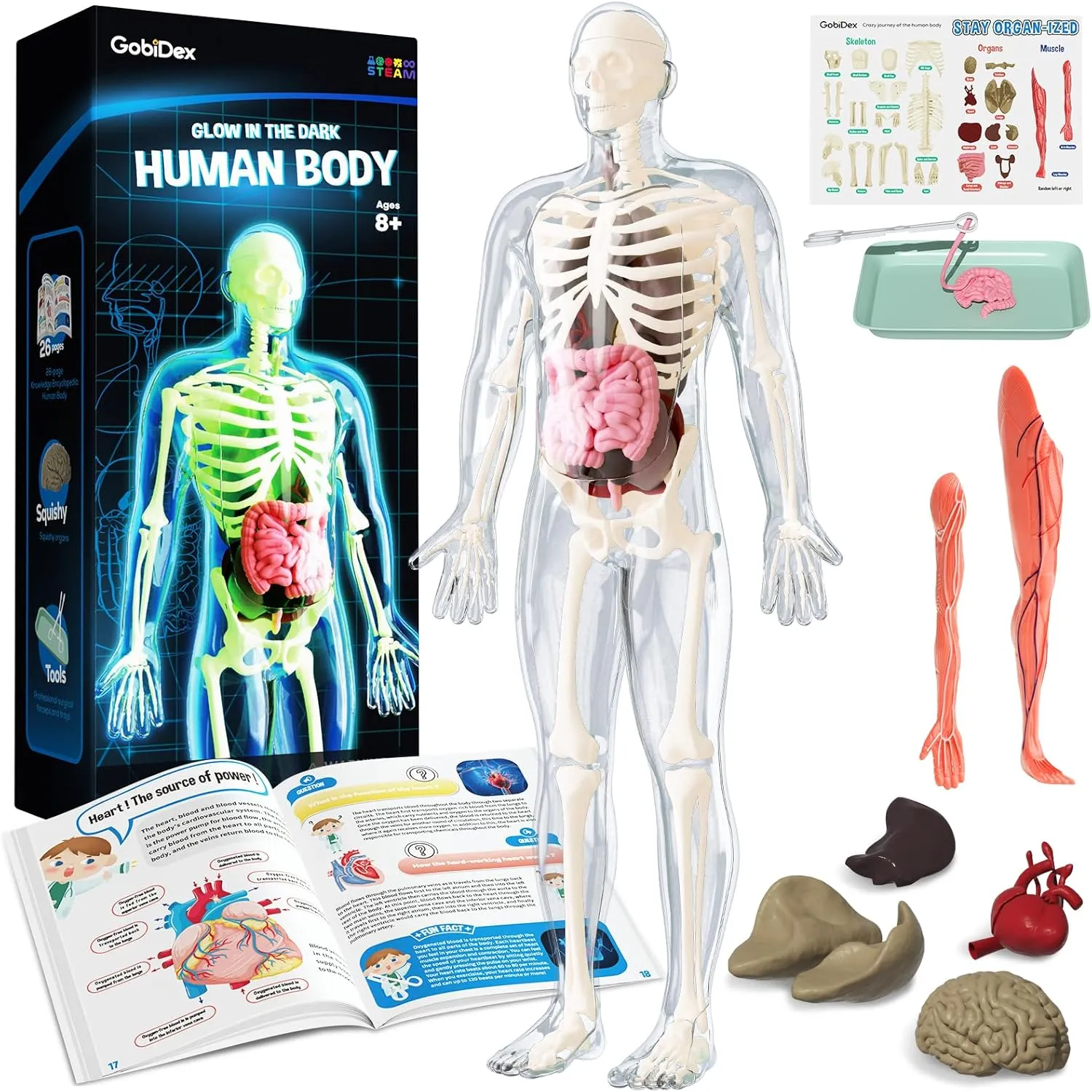 GobiDex Human Body Skeleton Model Kits, 40 Piece Anatomy Figure,Glow in The Dark Bones Interactive Science Kit, STEM Educational Toys for Boys and Girls, Halloween Physiology Gifts for Kids Ages 8 