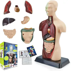 HADWYN 3D Assembled Human Anatomy Model Skeleton, Interactive Scientific Kit for Kids, Educational Science Model, Living Room Decor