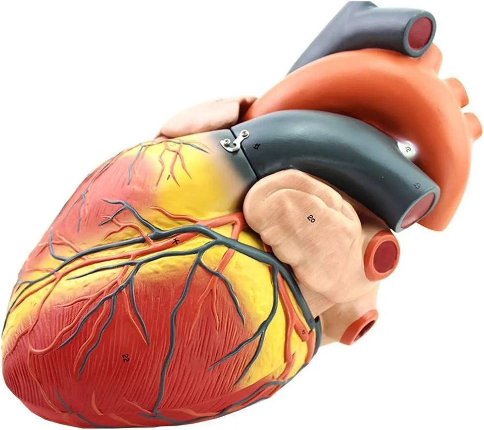 Heart Anatomical Model, Magnified 4X Human Heart Model with Digital Sign for Cardiac Anatomy Teaching, Removable Science Educational Tool