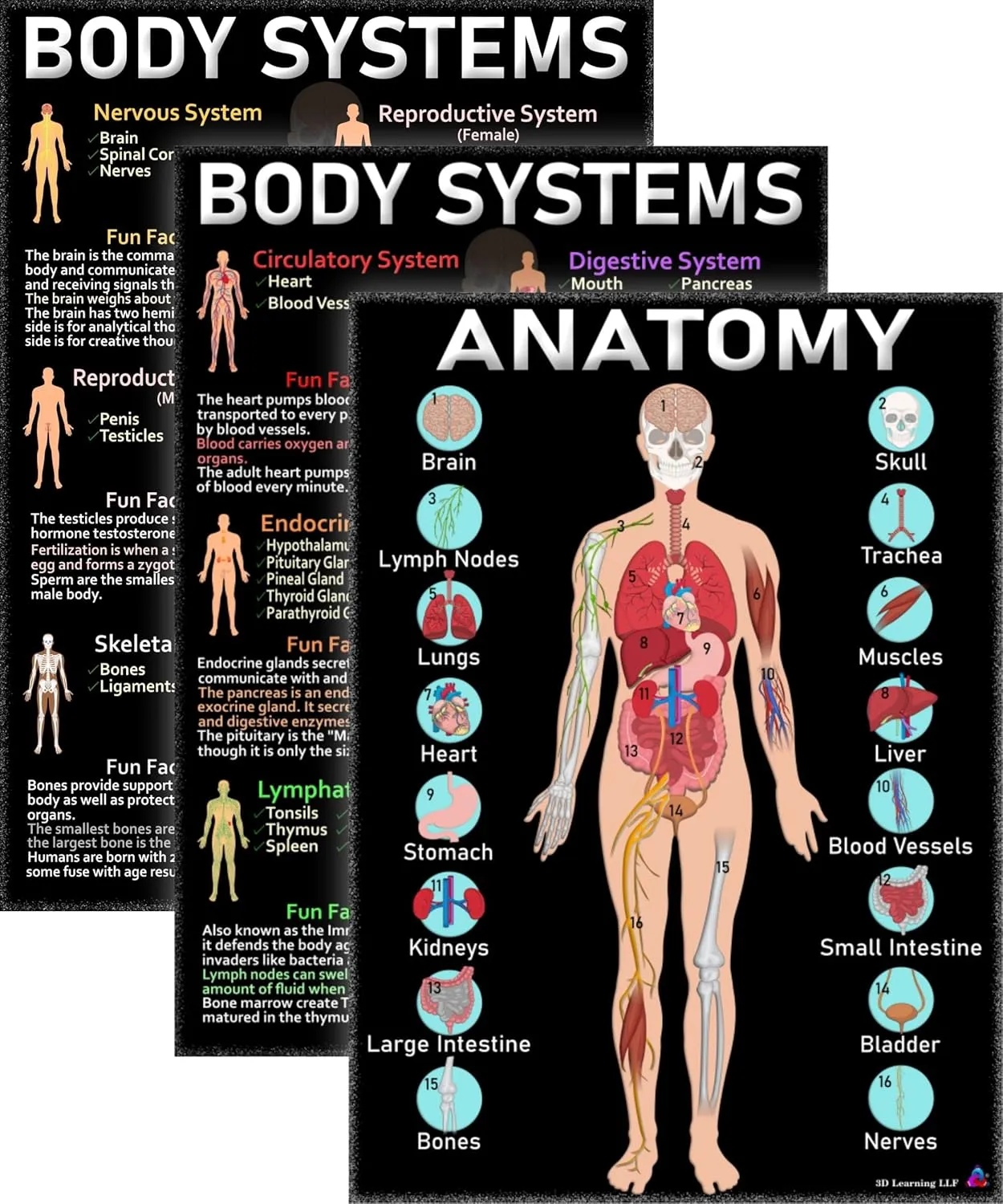 Human Anatomy and Body Systems Posters - Laminated 14x19.5 – Science Educational Charts, Classroom Posters and Decorations, Back to School Supplies, Learning Posters for Biology Class, STEM and STEAM posters