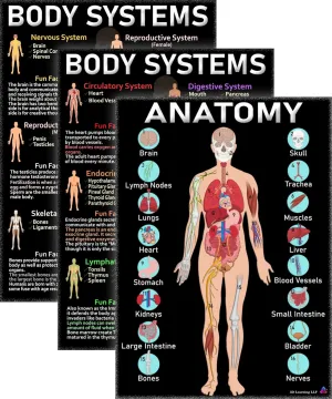 Human Anatomy and Body Systems Posters - Laminated 14x19.5 – Science Educational Charts, Classroom Posters and Decorations, Back to School Supplies, Learning Posters for Biology Class, STEM and STEAM posters