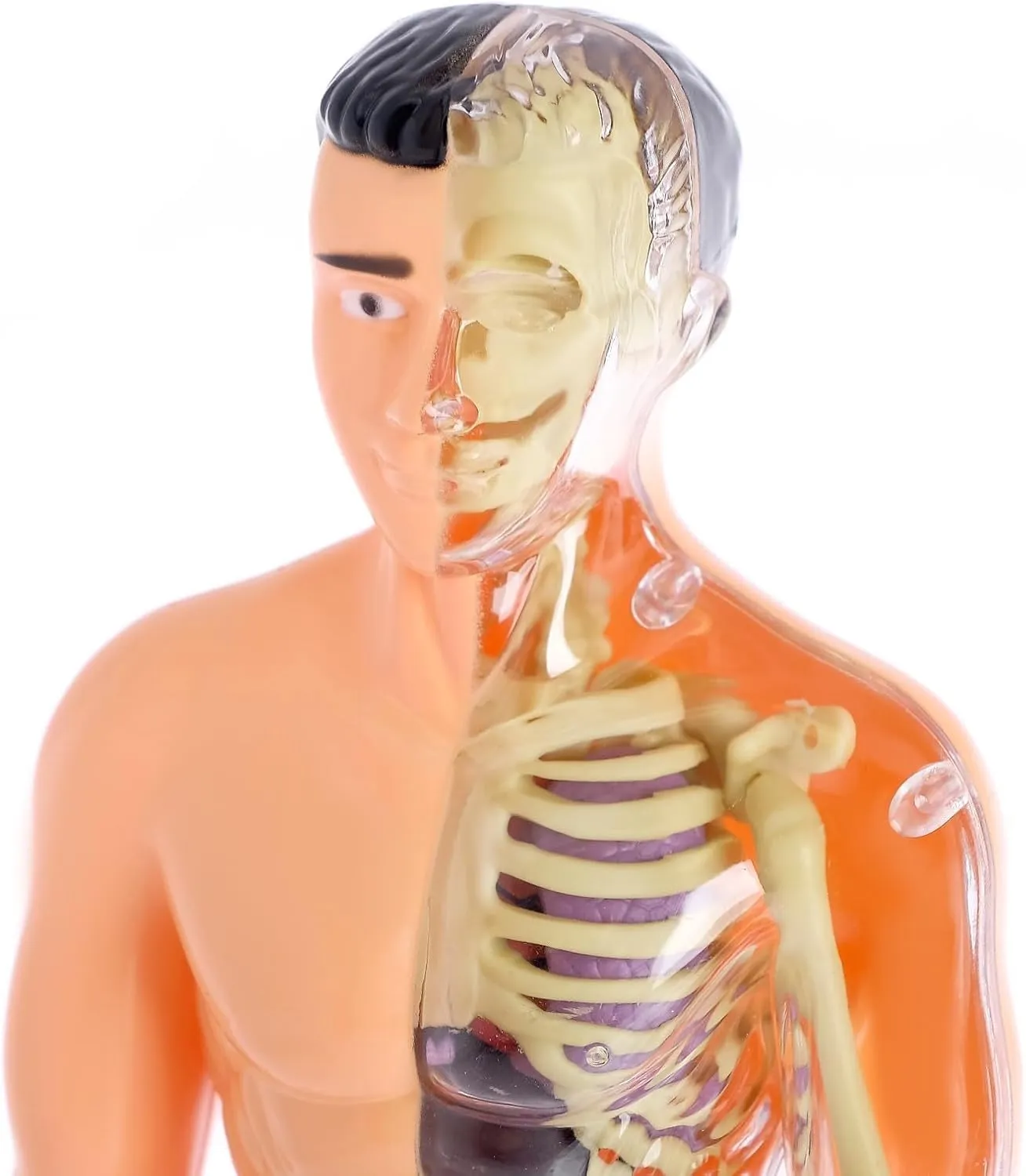 Human Anatomy Experiment Kit 10"/25 cm - Build & Learn Body Structure, Includes Russian Brochure - Instruction in Russian