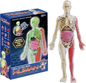 Human Body Model for Kids, Glow in The Dark Realistic Human Anatomy Model, DIY Detachable Body, Educational Anatomy for Kids Gifts