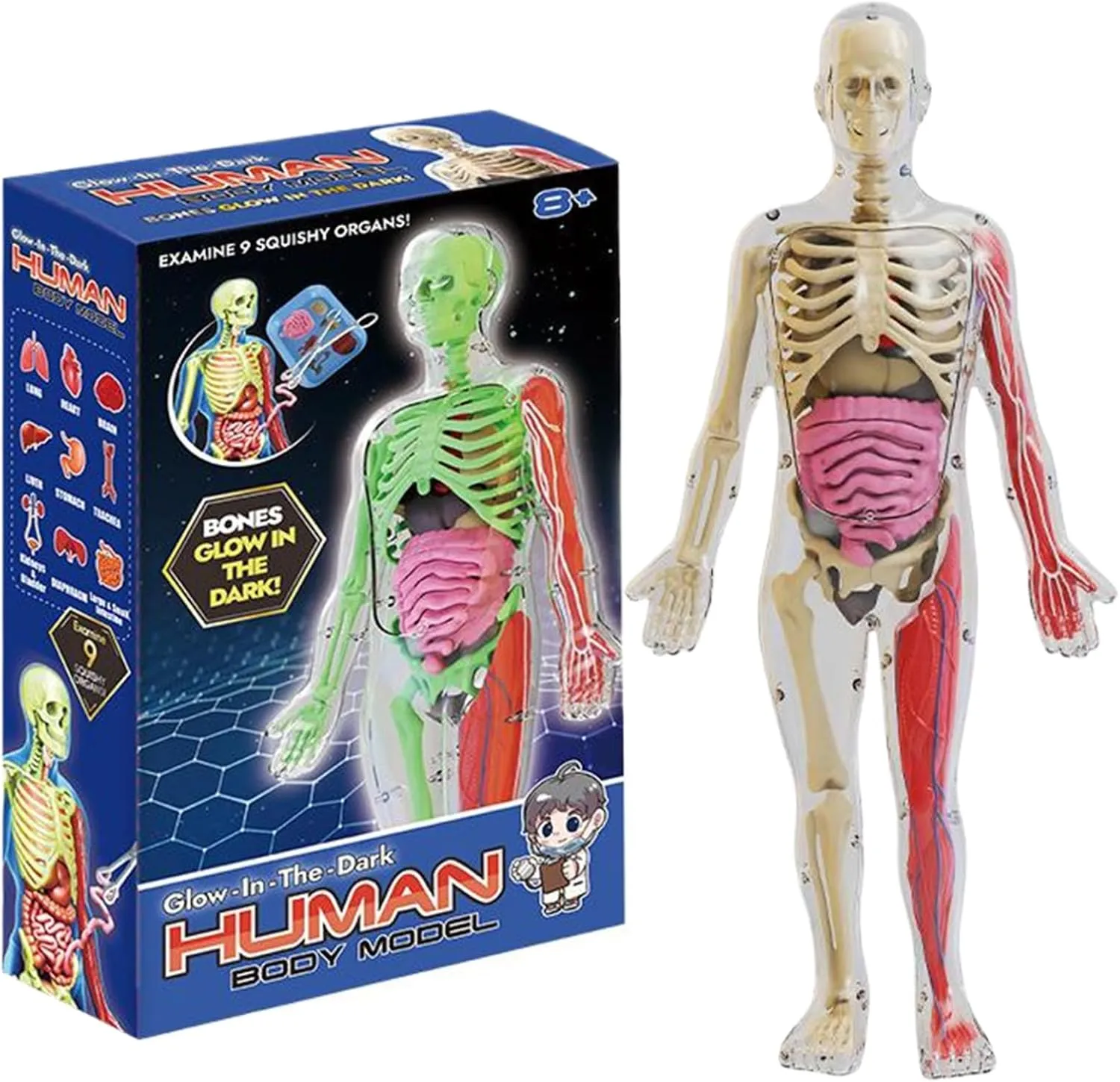 Human Body Model for Kids, Glow in The Dark Realistic Human Anatomy Model, DIY Detachable Body, Educational Anatomy for Kids Gifts