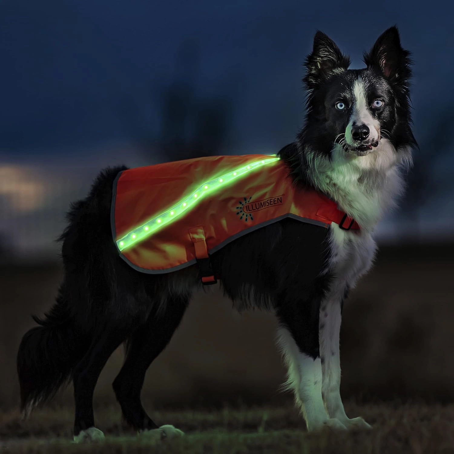 ILLUMISEEN LED Light Up Dog Hunting Vest | Ultra High Visibility Up to 350 Yards | 8 Light Color Options | USB Rechargeable, No Batteries Needed | Adjustable with Quick Release Buckles | Weatherproof