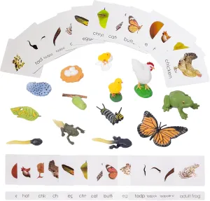 Montessori Life Cycle Kit Toys-13 Pieces Kids Plastic Animal Figurines Matching Cards Set for Butterfly Kit,Chicken,Tadpole to Frog Kit-I,Preschool Learning Science Life Cycle Toys for Kids Age 3 4 5 
