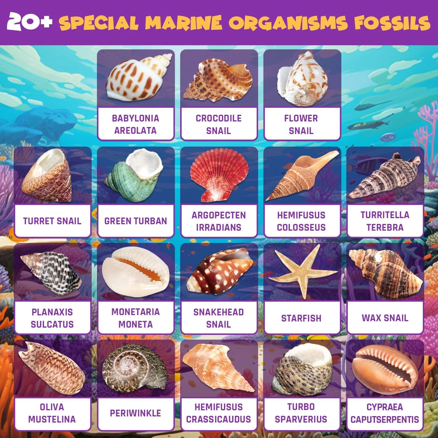 Ocean Fossil Dig Kit, Dig up 20  Real Shells & Seasnails, STEM Educational Activity Set Sea Creatures Excavation Toy for Kids, Marine Biology Geology Science Kit, Gift for Boys and Girls Age 6 