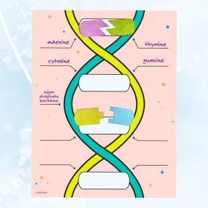 Roylco DNA Builder – Back to School Interactive DNA Model Kit for Kids, Hands-On STEM Activity for Classrooms, Science Centers & Homeschool Learning