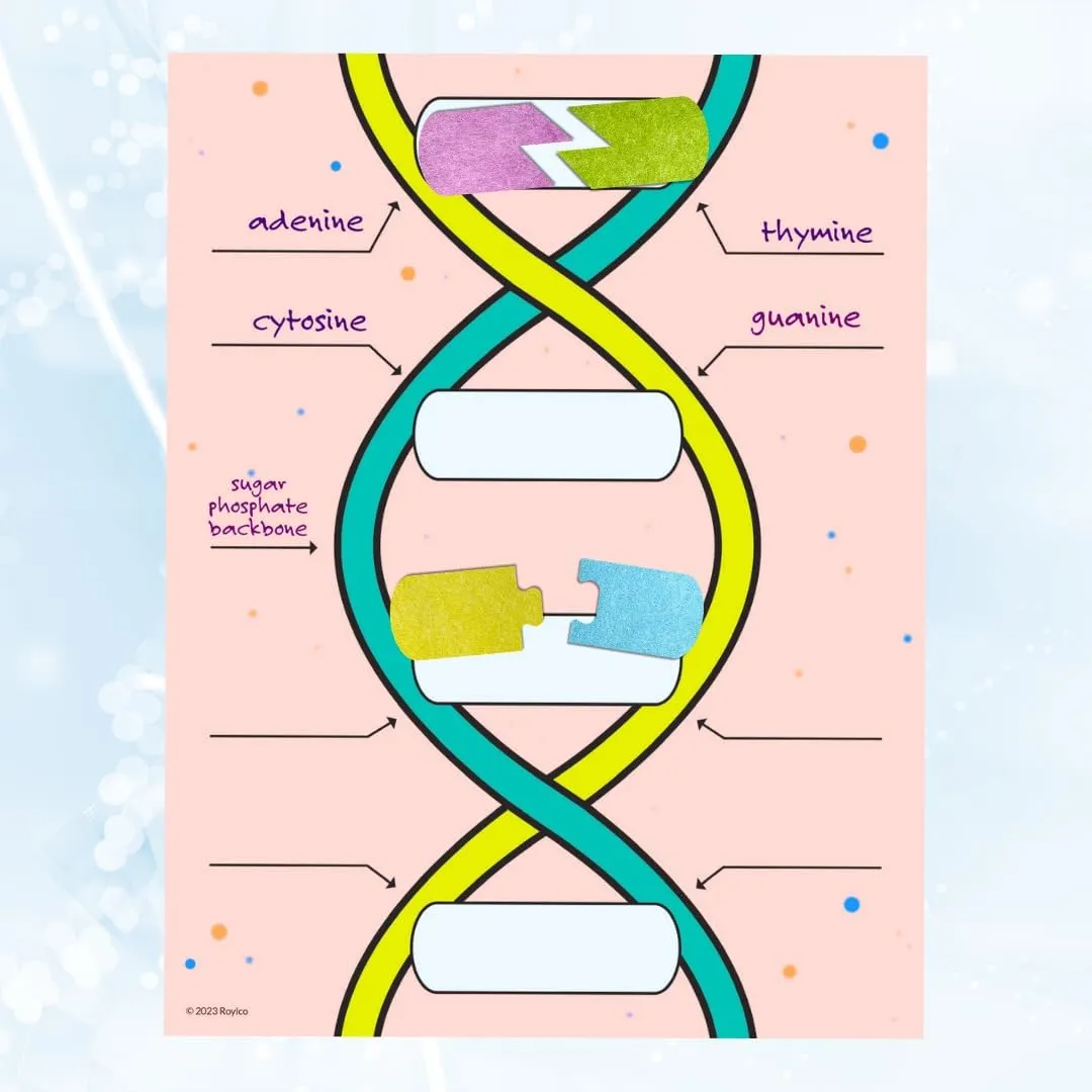 Roylco DNA Builder – Back to School Interactive DNA Model Kit for Kids, Hands-On STEM Activity for Classrooms, Science Centers & Homeschool Learning