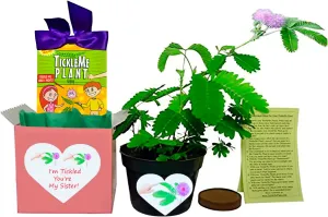 Sister - TickleMe Plant Gift Box Set - to Grow The Plant That Closes its Leaves When You Tickle It or Blow It a Kiss! It Even Grows Pink Flowers! I'm Tickled You're My Sister.