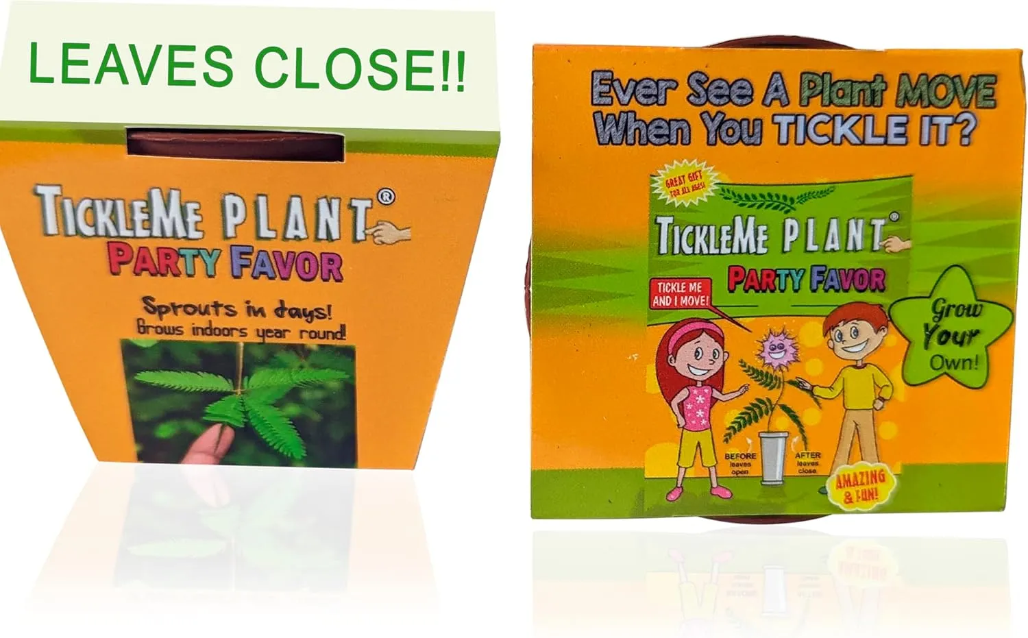 TickleMe Plant Birthday Party Favors (Pack of 2) Leaves Fold When You Tickle It, Minutes Later The Leaves Re-Open - Fun Interactive Plant Kit and. Educational Gift. Grow Indoors. It Even Flowers.