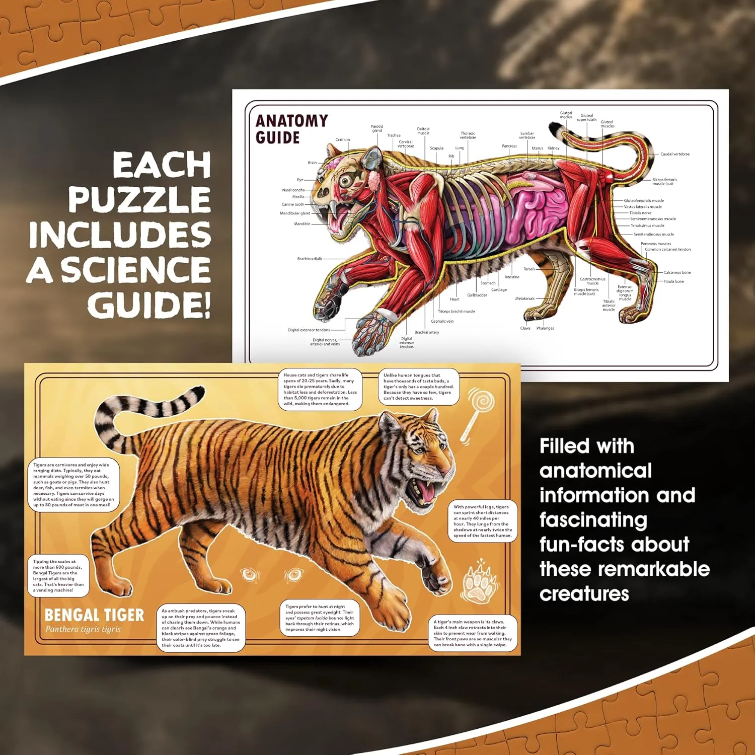 Tiger Animal Anatomy Floor Puzzle | 100-Piece Double Sided Jigsaw Puzzle | Large-Sized, Over 3 Feet Scientifically Accurate Illustration - Fun and Educational Toy for Kids, Toddlers and Families