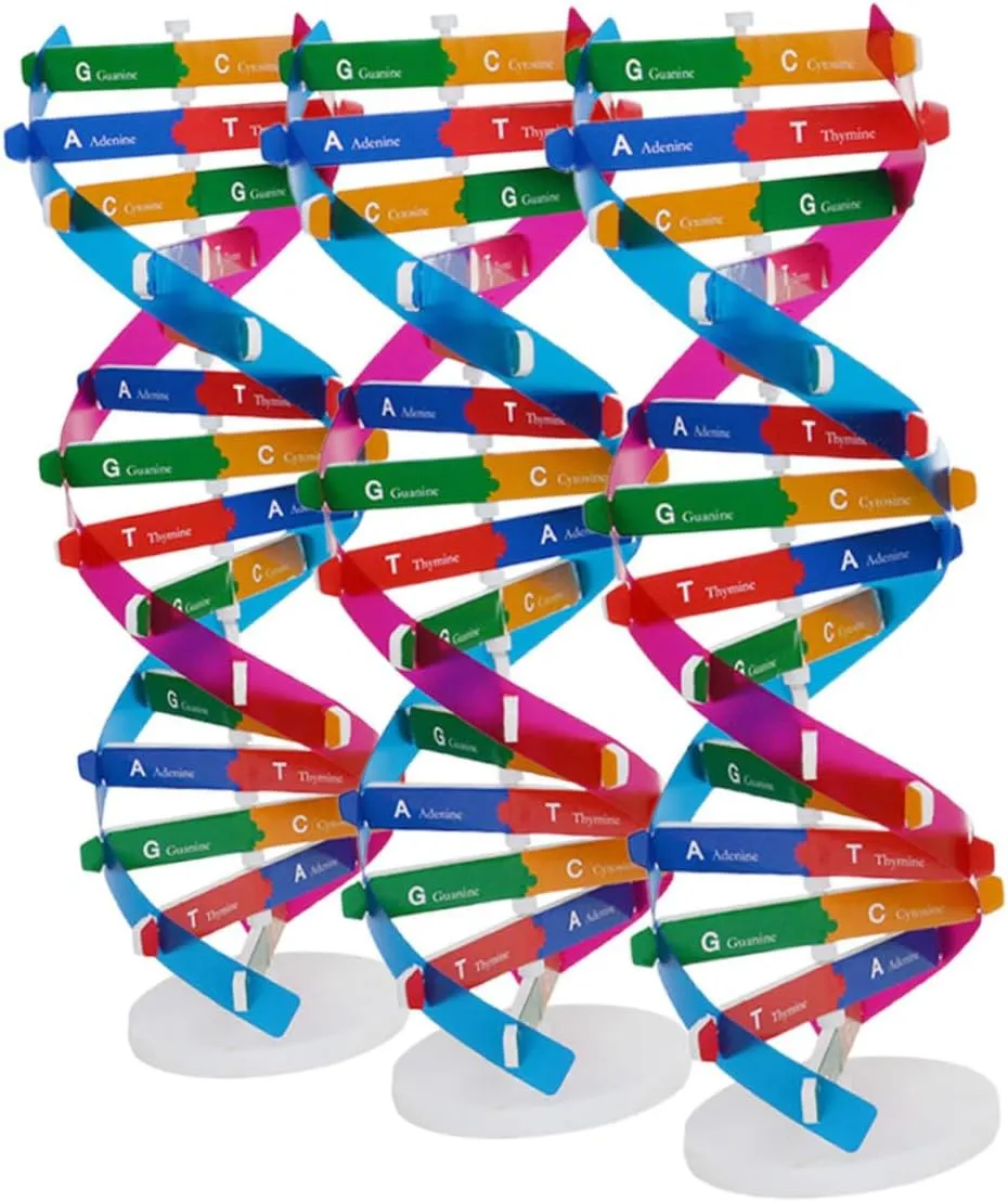 YARNOW 3 Pcs DNA Model Kit Double Helix Molecular Model for Classroom Learning Gene Education Interactive DIY Structure for Enhanced Understanding and Teamwork
